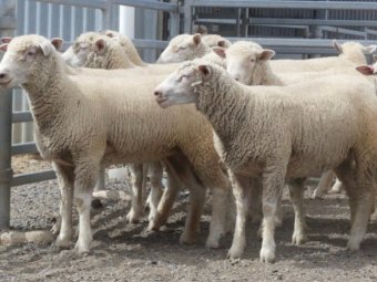 23 x Poll Dorset Ewes