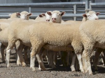 23 x Poll Dorset Ewes