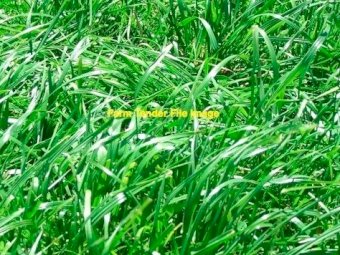 Wimmera Annual Ryegrass	 Certified biodynamic