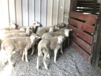 40 Dorper Wether Lambs