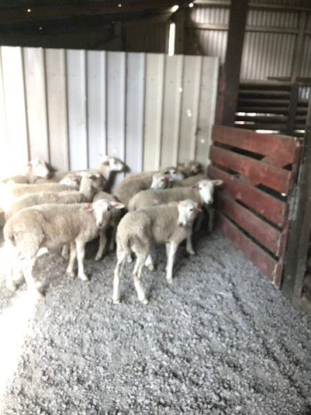 Dorper Lambs