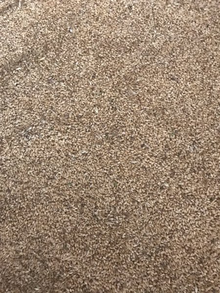 25m/t Sceptor Feed Wheat