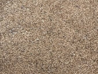 25m/t Sceptor Feed Wheat