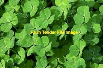 Woogenellup Sub Clover Seed