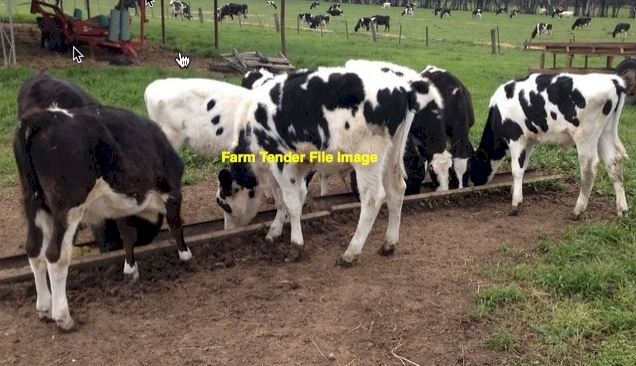 10 x Jersey Cross Friesian Heifers diggers rest