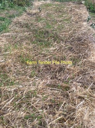 130 x Canola Straw Mulch 8x4x3 Bales