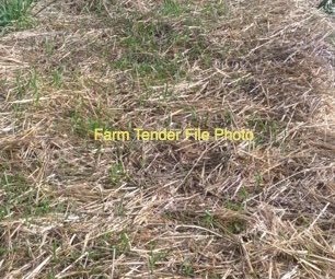 130 x Canola Straw Mulch 8x4x3 Bales