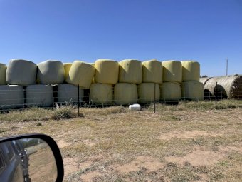 Oaten Silage Rolls