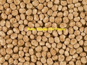 100MT Mandelup Lupins