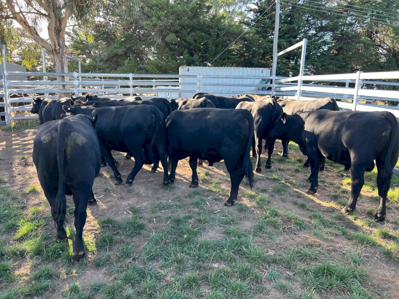 Angus Bulls x 10