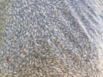 40t  BAR 3 Feed Barley