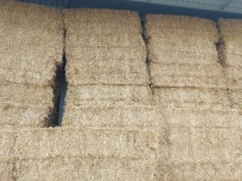 200m/t Shedded 22/23 Season Oaten Hay