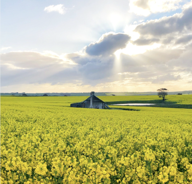 Phoenix CL Winter Canola Seed