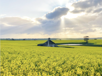 Phoenix CL Winter Canola Seed