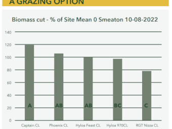 Phoenix CL Winter Canola Seed