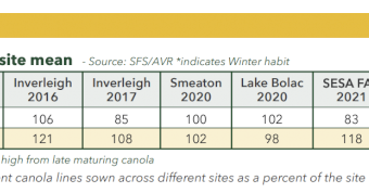 Phoenix CL Winter Canola Seed