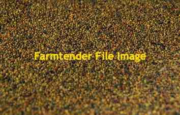 Shaftal Clover Seed (Seconds)