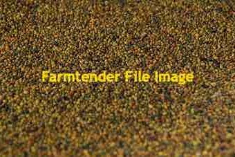 Shaftal Clover Seed (Seconds)