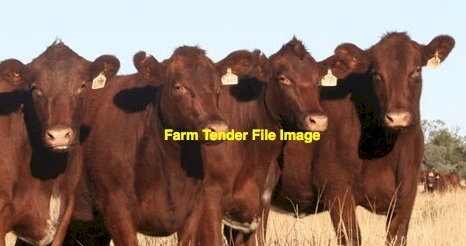 WANTED PTIC Shorthorn or Red Angus Cows