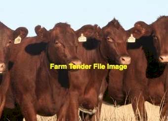 WANTED PTIC Shorthorn or Red Angus Cows