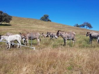 12  Grey Jerusalem Donkey Jacks