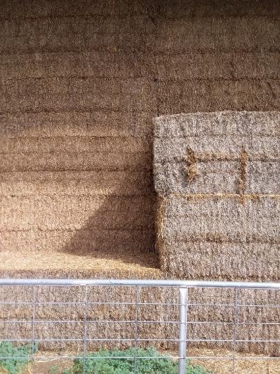 90mt Vetch Hay 620kg 8x4x3 Bales (18/19 Season)