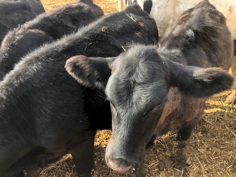 9 Angus X Heifers & 2 Angus X Steers