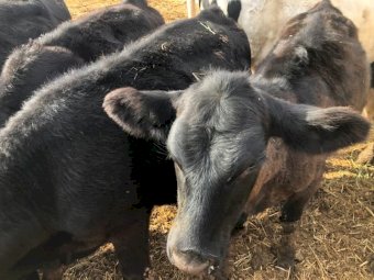 9 Angus X Heifers & 2 Angus X Steers