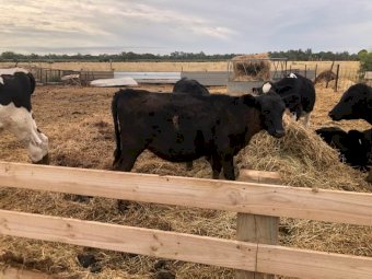 9 Angus X Heifers & 2 Angus X Steers