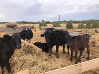 9 Angus X Heifers & 2 Angus X Steers