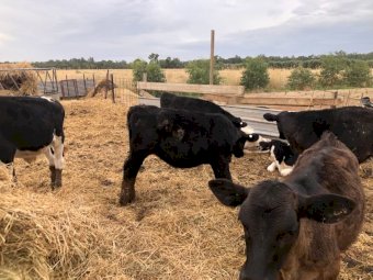 9 Angus X Heifers & 2 Angus X Steers