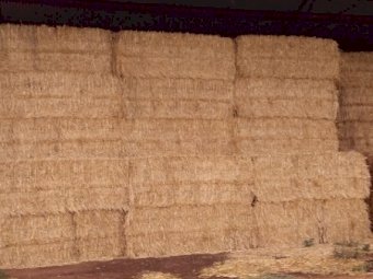 Wheaten Straw 500kg 8x4x3 Bales (22/23 Season)