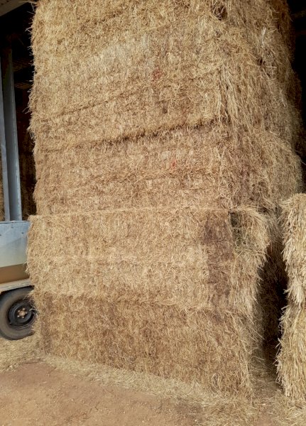 100mt Lucerne/Rye Grass Hay 600kg 8x4x3 Bales