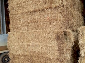 100mt Lucerne/Rye Grass Hay 600kg 8x4x3 Bales