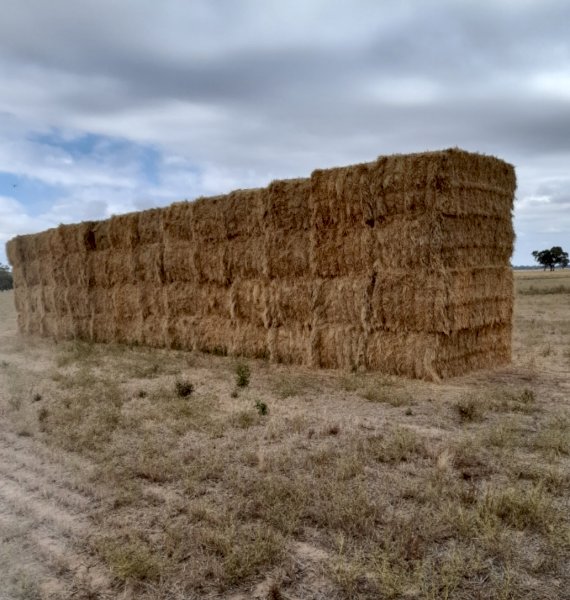 125mt Oaten Hay 600kg 8x4x3 Bales