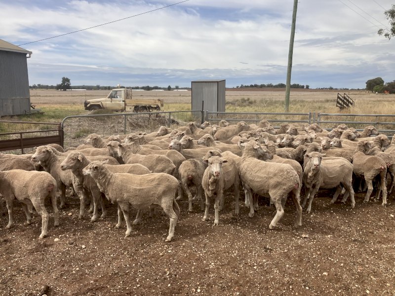80 Merino Ewes