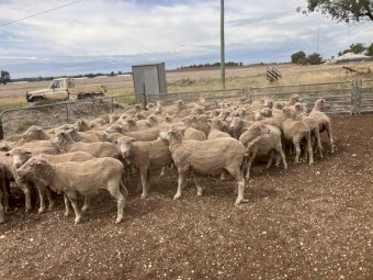 80 Merino Ewes