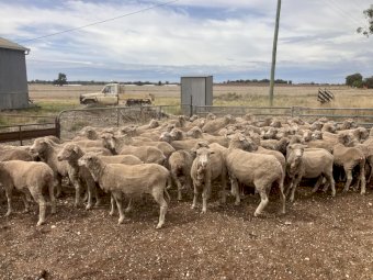 80 Merino Ewes