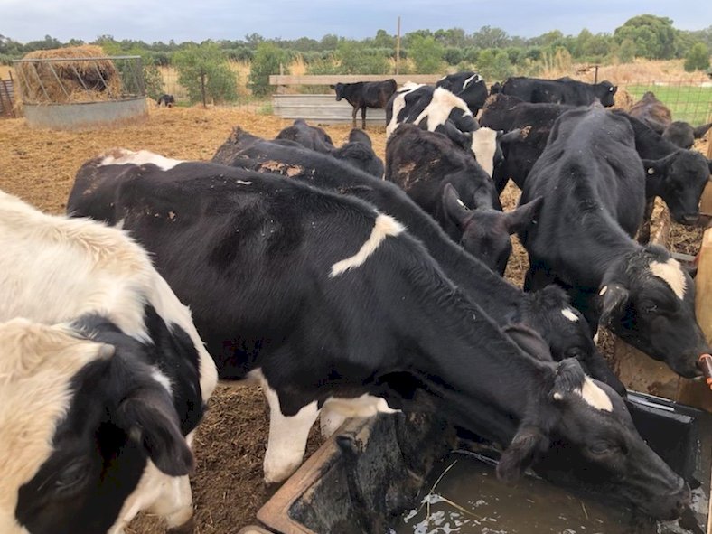 8 x Fresian Steer Calves (8 months old)