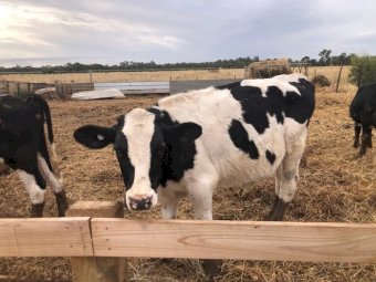 8 x Fresian Steer Calves (8 months old)