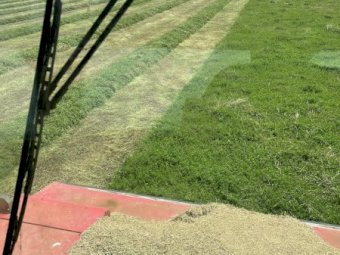 35mt Clover Hay 600kg 8x4x3 Bales (New Season 22/23)