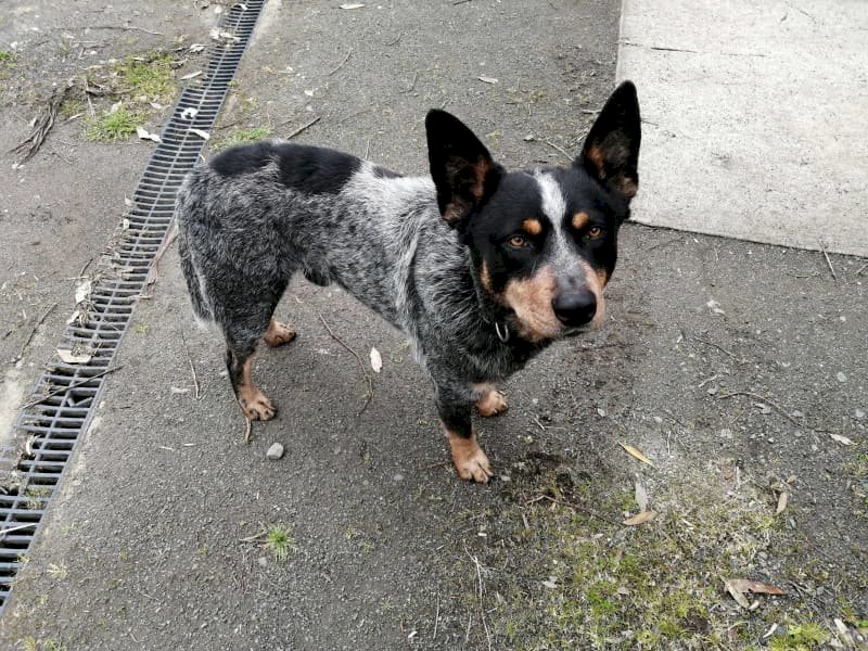 Australian Cattle Dog