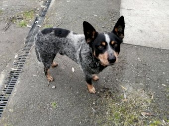 Australian Cattle Dog