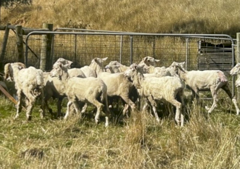 Fine wool Merino mixed sex and age