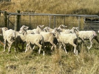 Fine wool Merino mixed sex and age