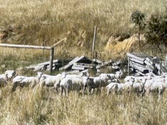 Fine wool Merino mixed sex and age