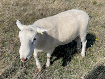 1 x 2021 Drop Wiltpoll Ram