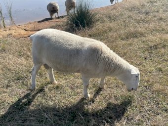 1 x 2021 Drop Wiltpoll Ram