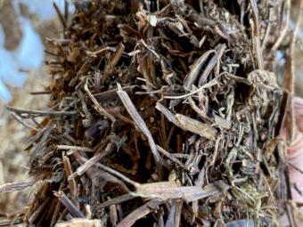 38mt Vetch Hay 550kg 8x4x3 Bales (New Season 22/23)