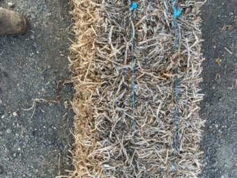 Approx. 300 Bales Pea Straw Small Squares